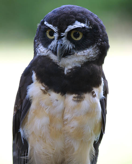 spectacled_owl_c2171