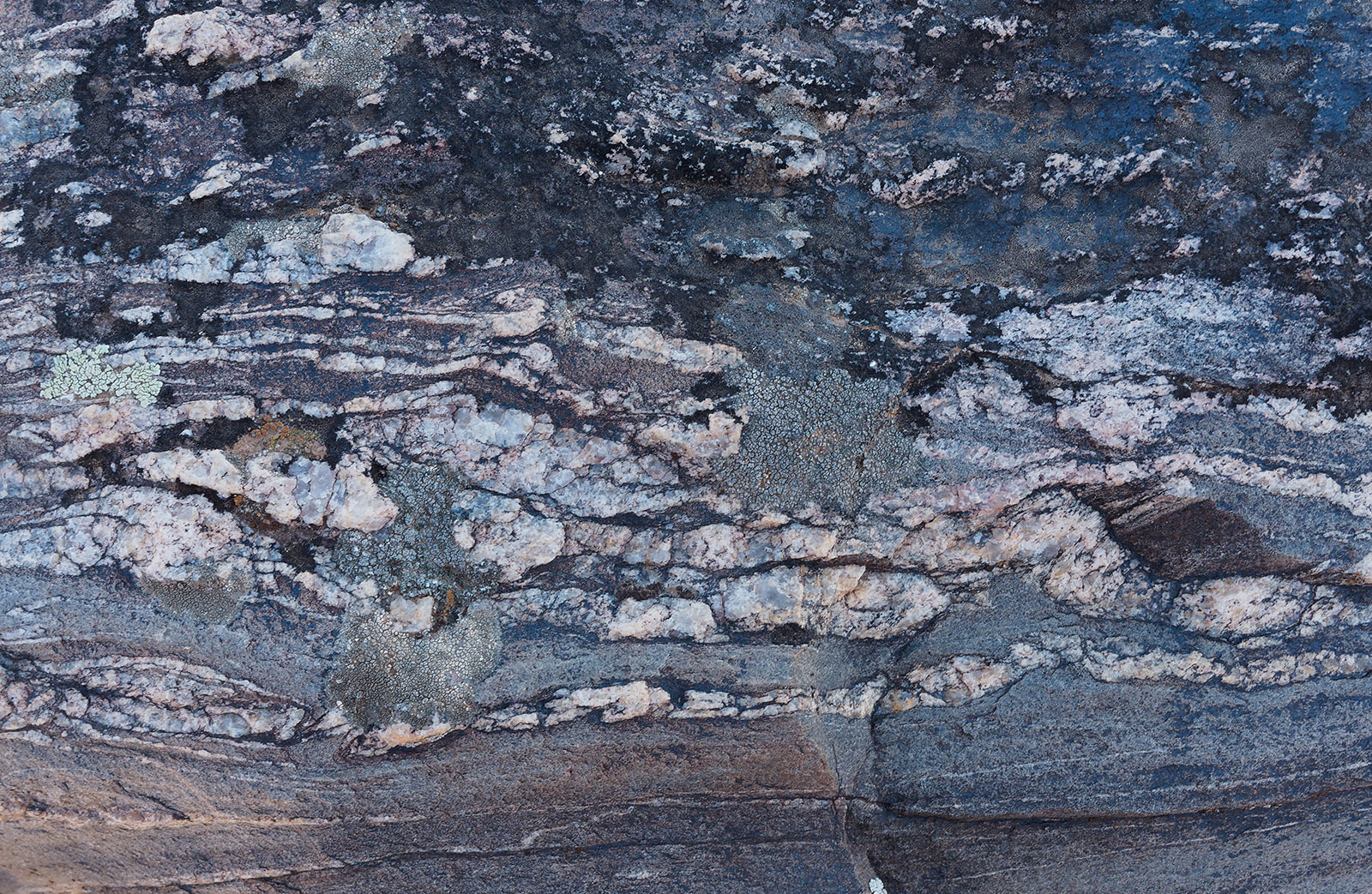 Weathered gneiss with pegmatite veins and lichen, Black Canyon of the Gunnison