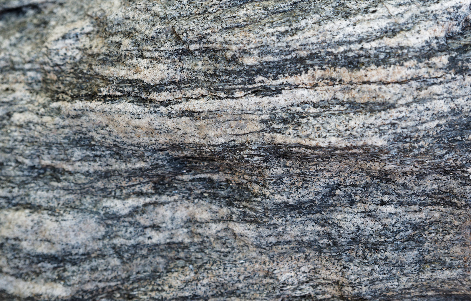 Precambrian gneiss from roadcut on Colorado Highway 82 near Independence Pass.