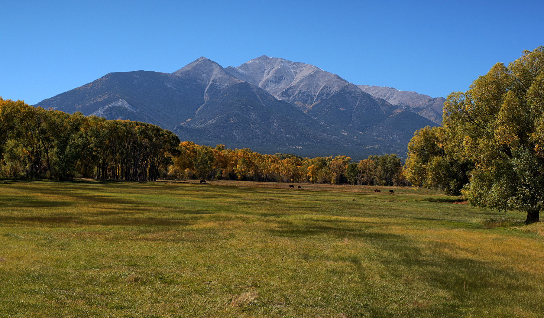 Mt. Princeton, horse pasture and cottonwood trees near Buena Vista CO.  Mt. Princeton is in the Collegiate Range which is the southern-most end of the Sawatch Range.  Peaks are composed of Precambrian gneiss, schist and granite.