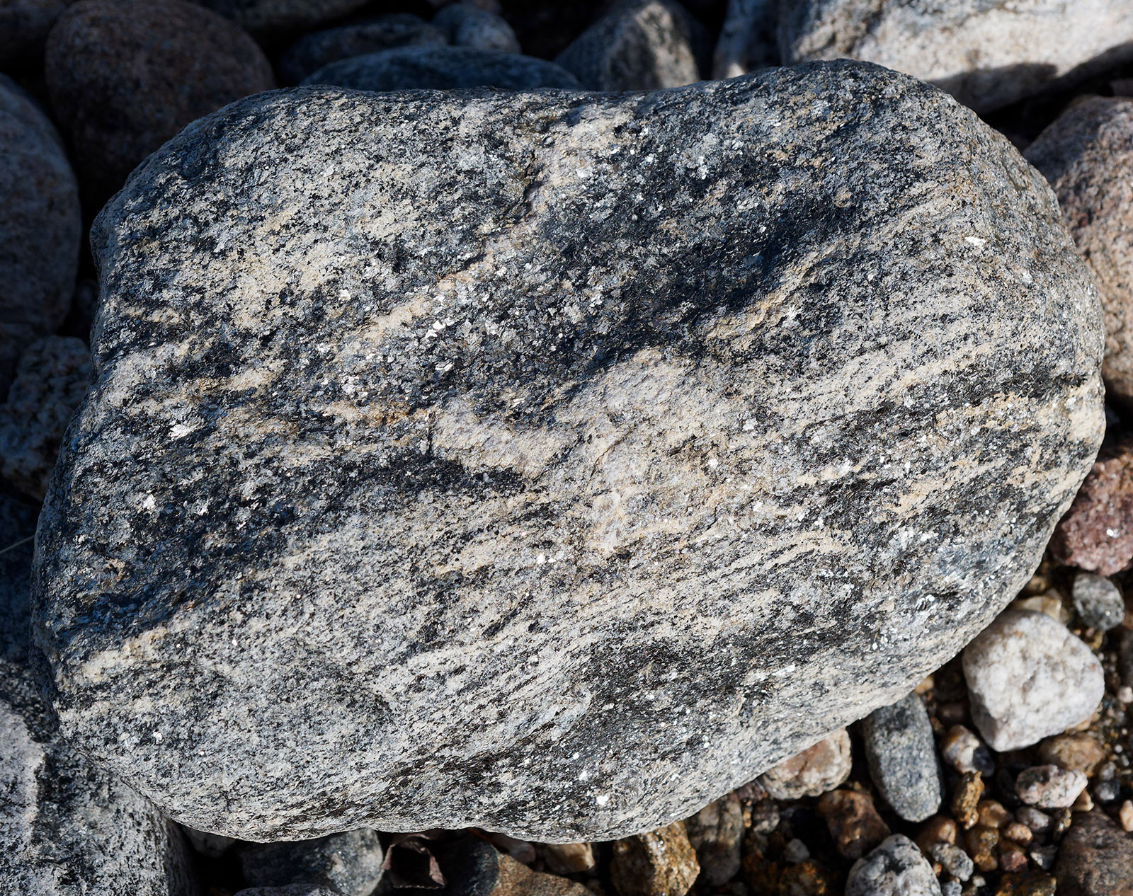 Water weathered gneiss with reflective mica muscovite at West Alluvial Fan in Fall River Valley.