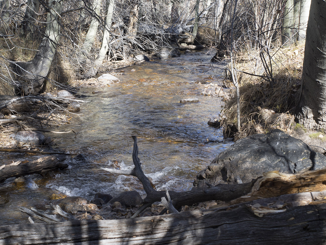 Parker Creek in Winter:  This small creek was great for trout fishing in the 50's and 60's.  I have fond memories of fishing with my family as a boy along this Creek.
