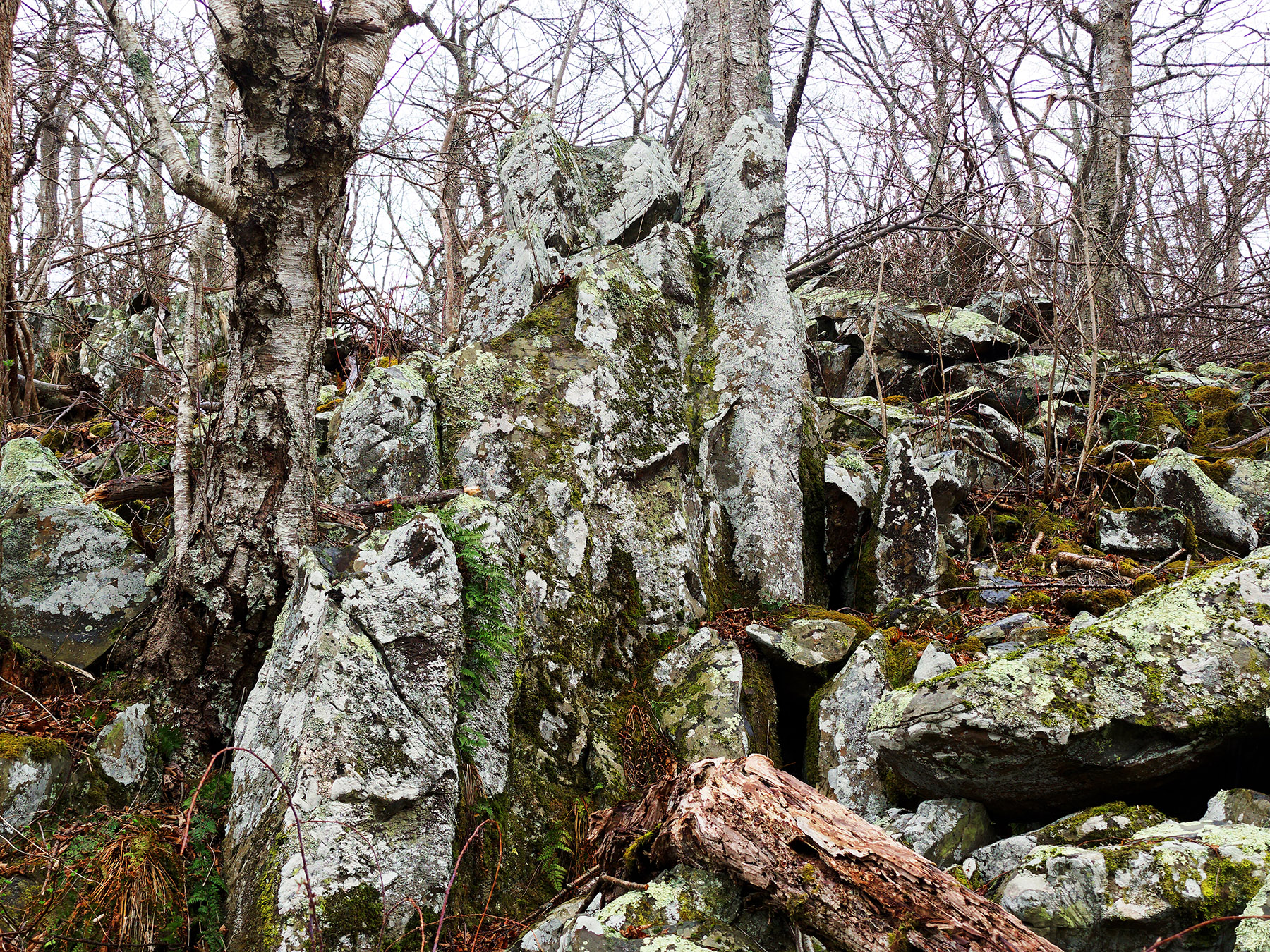 Severely weathered and eroded columns of metabasalt covered by lichen and fern and further fragmented by hardwood trees.  Trail above Little Stony Man Park area.