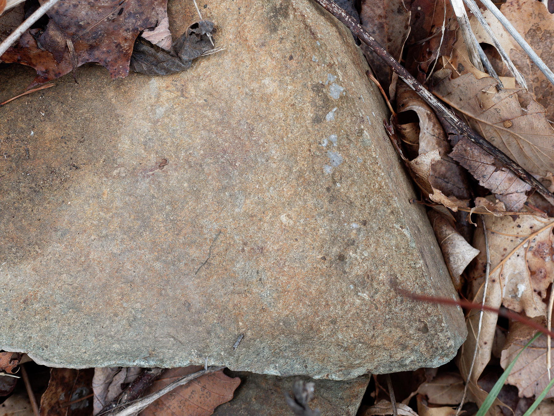 Detail of sandstone conglomerate from road cut at Signal Knob overlook.