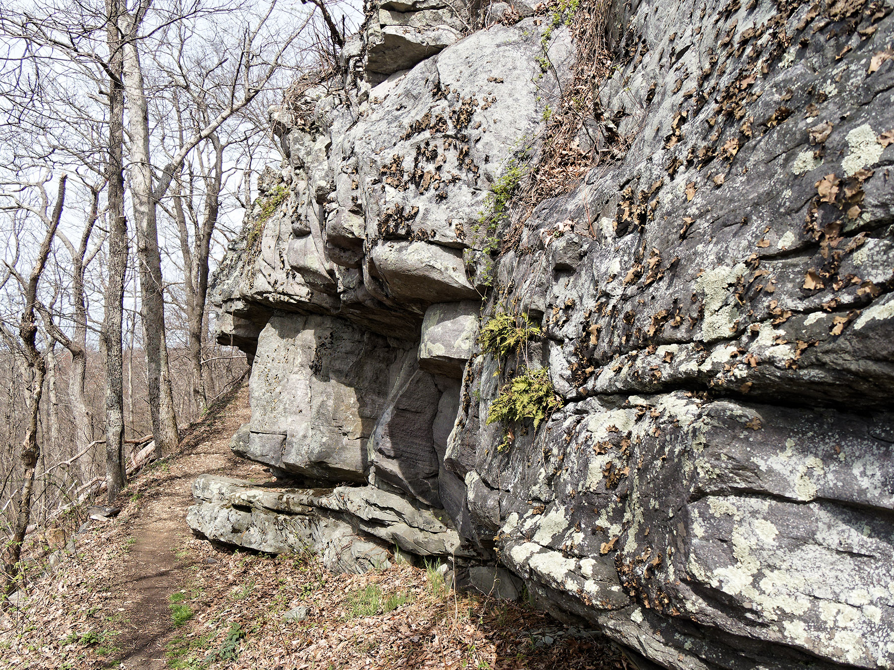 Ledge of quartzite and phyllite next to Appalachian trail 0.5 mile South of Doyles River Overlook.