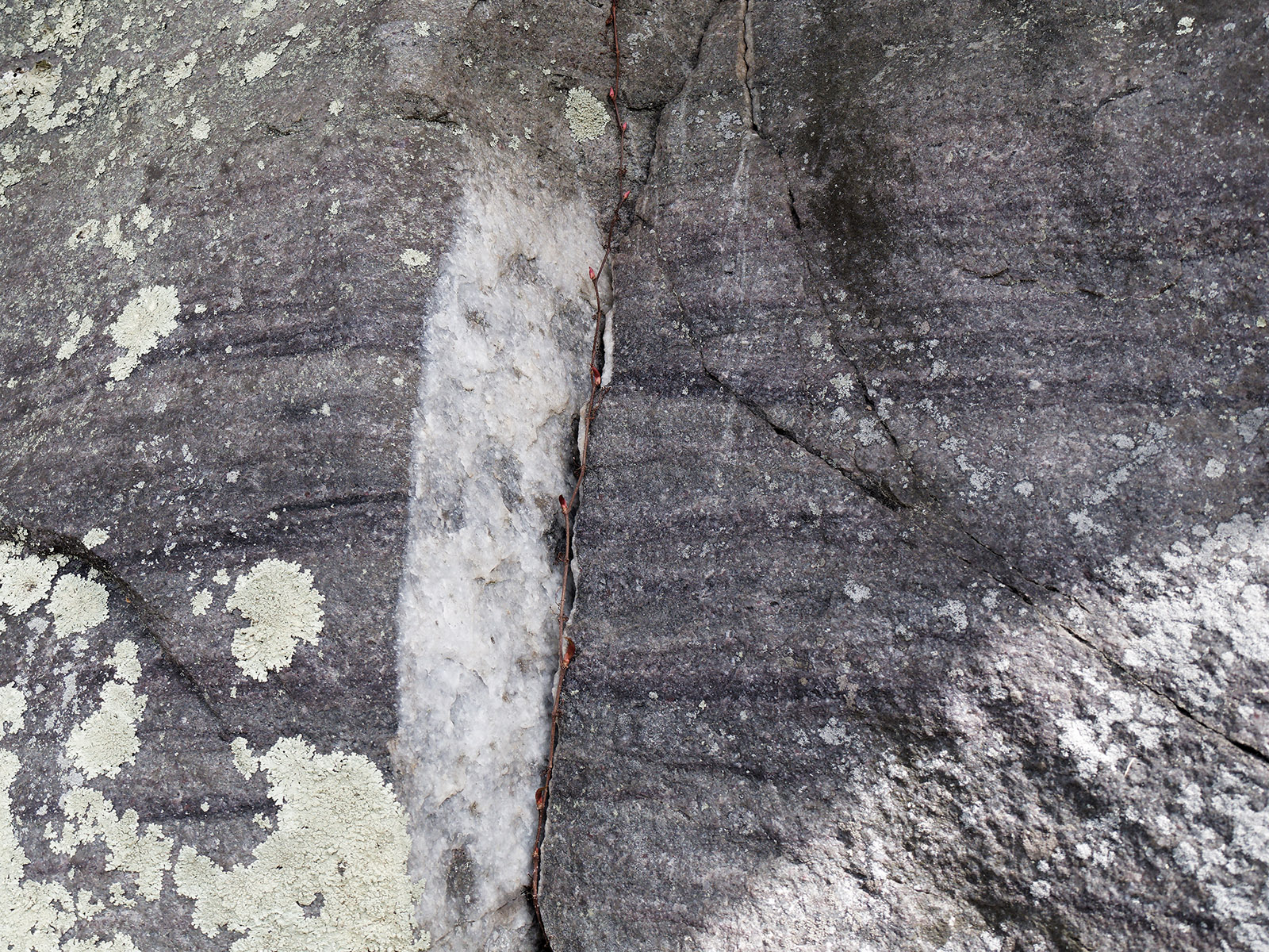 Quartzite showing bedding striations.  Quartz is in fissure area.  Lichen covers the surface in areas.