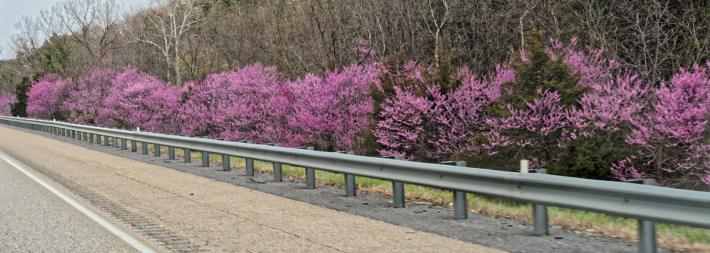 Eastern Redbud trees in bloom along Interstate 81 headed North towards Harrisonburg.