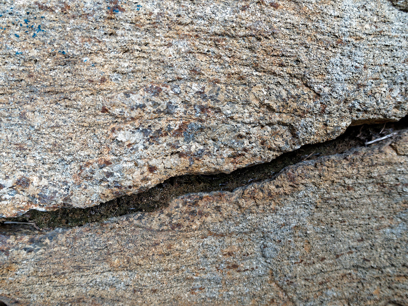 Close-up of highly weathered granite gneiss at Hazel Mountain Overlook.  Foliation of the rock can be seen.  The polygonal red structures with sharp borders are garnets.  Garnets form after the original rock is under heat and pressure during metamorphism, and rock chemicals are modified to a more stable form.