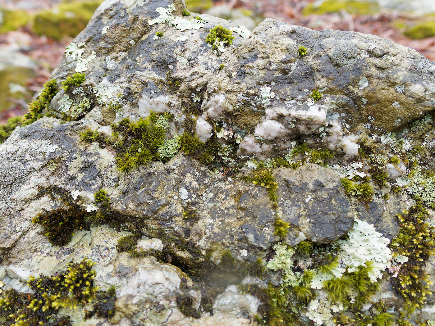Swift run conglomerate includes quartz deposits and is covered by lichen.   On trail near Hawksbill Gap Park area.