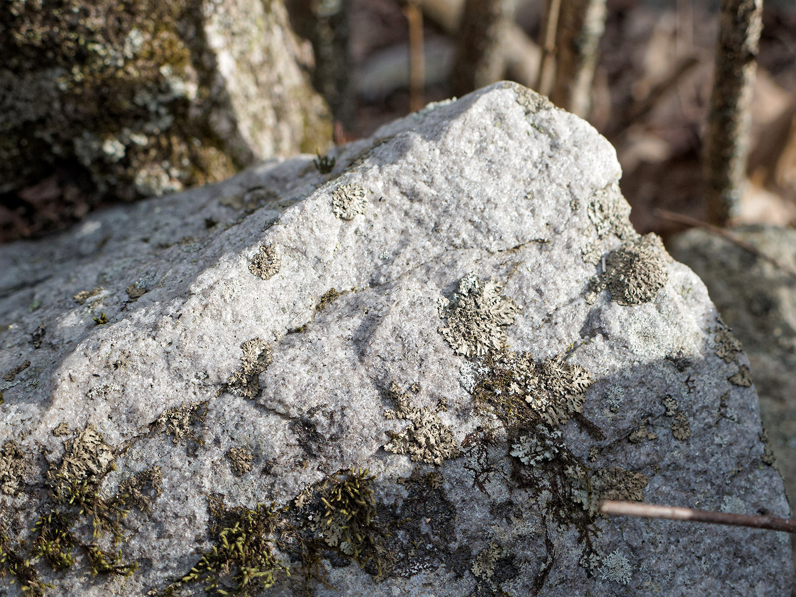 Swift run quartzite rock covered by lichen on the starting trail at the Bearfence Mountain Park area.