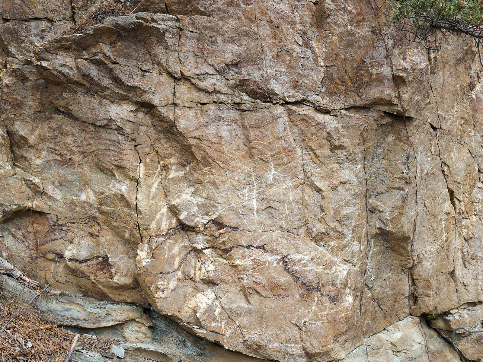 Weverton Formation sandstone with veins of quartz in road cut next to Sawmill Ridge overlook.