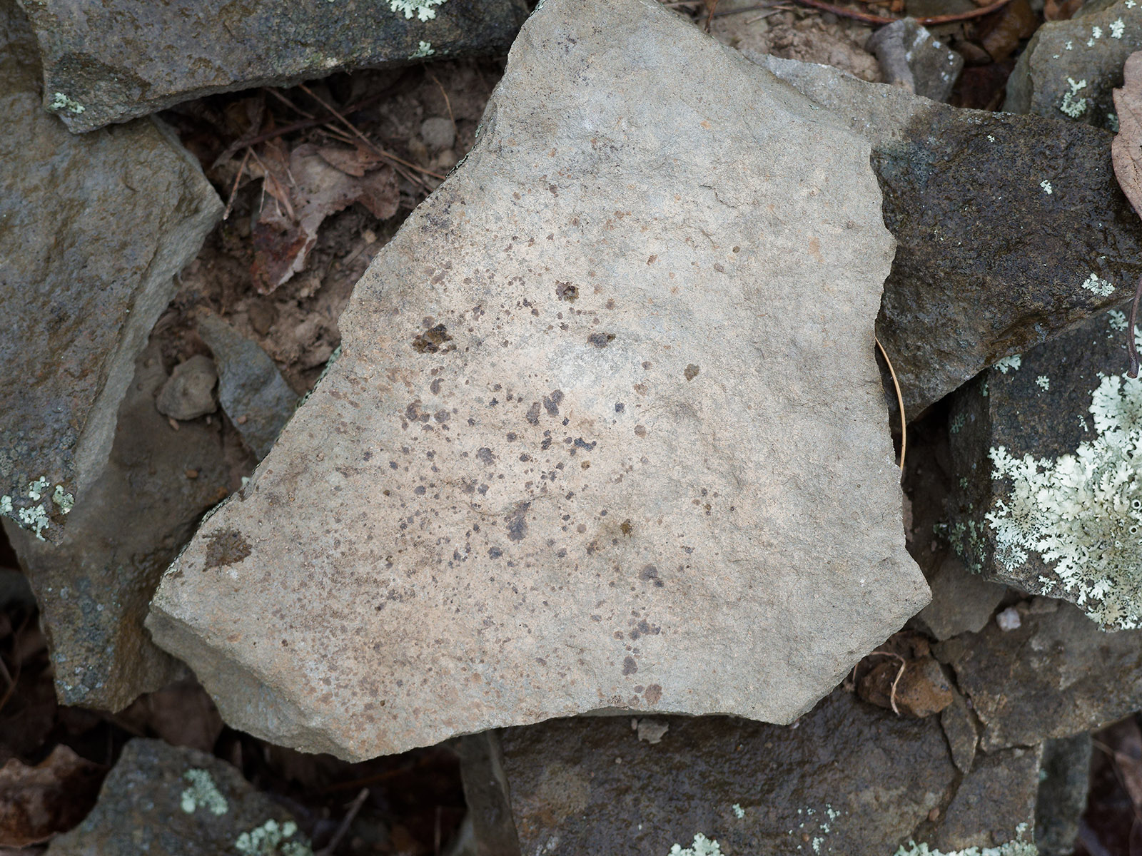 Tan sandstone of Weverton Formation with spots of lichen and large rain drops.  Near Jeremys Run.
