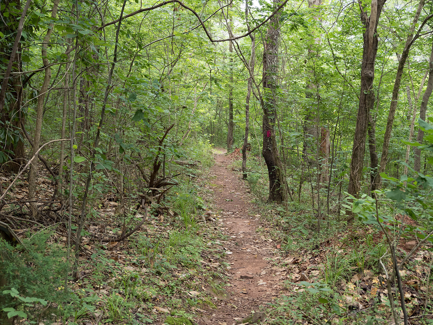 Nature trail at Ruffner Mountain Nature Center in Birmingham AL