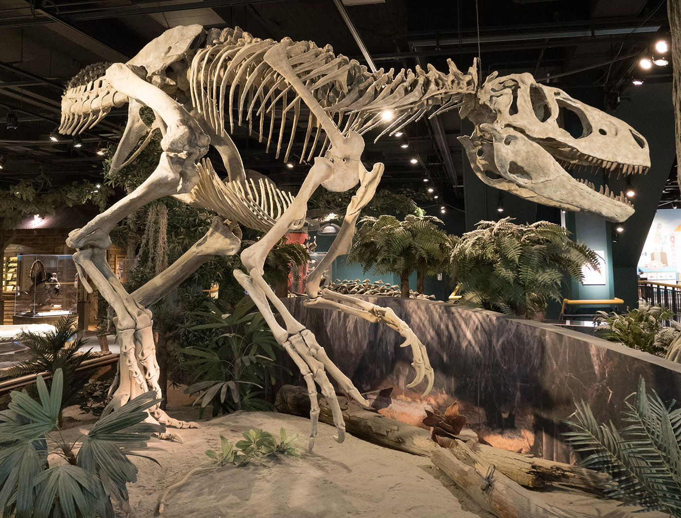 Reproduction of Appalachiosaurus mongomeriensis (Alabama Tyrannosaur) in McWane Science Center.  Fossils were found in Montgomery County.  It was over 10 feet high and 22 feet long and the predominant predator in Alabama during the late Cretaceous Period.