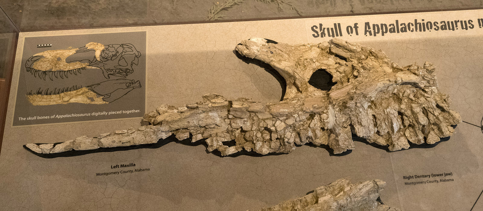 Reproduction of fossils found and their location in the skull of Appalachiosaurus mongomeriensis.  McWane Science Center