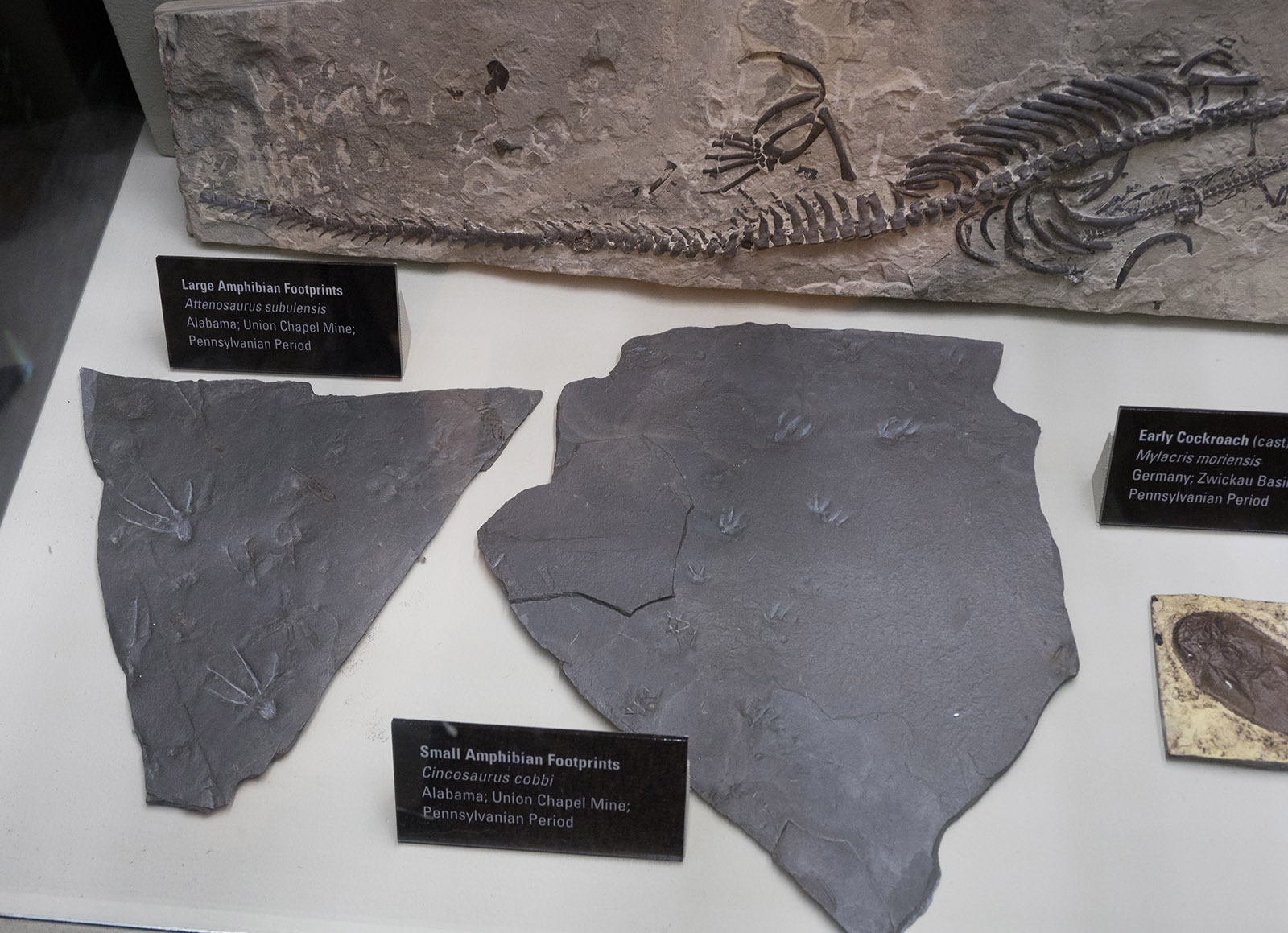 Trace fossils of amphibian footprints from the Pennsylvanian Period (323 Ma) in slate recovered from the Union Chapel Coal Mine.  Anniston Museum of Natural History