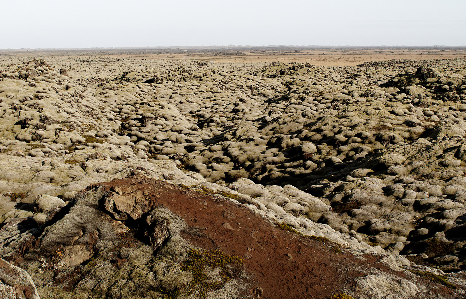 Eldhraun lava field covered by Woolly fringe moss (Racomitrium lanuginosum).  
The lava field was deposited between 1783 to 1784 during one of the greatest eruptions of recorded history. Ash contributed to crop failure in Iceland and throughout Europe and is proposed to have contributed to the French Revolution.