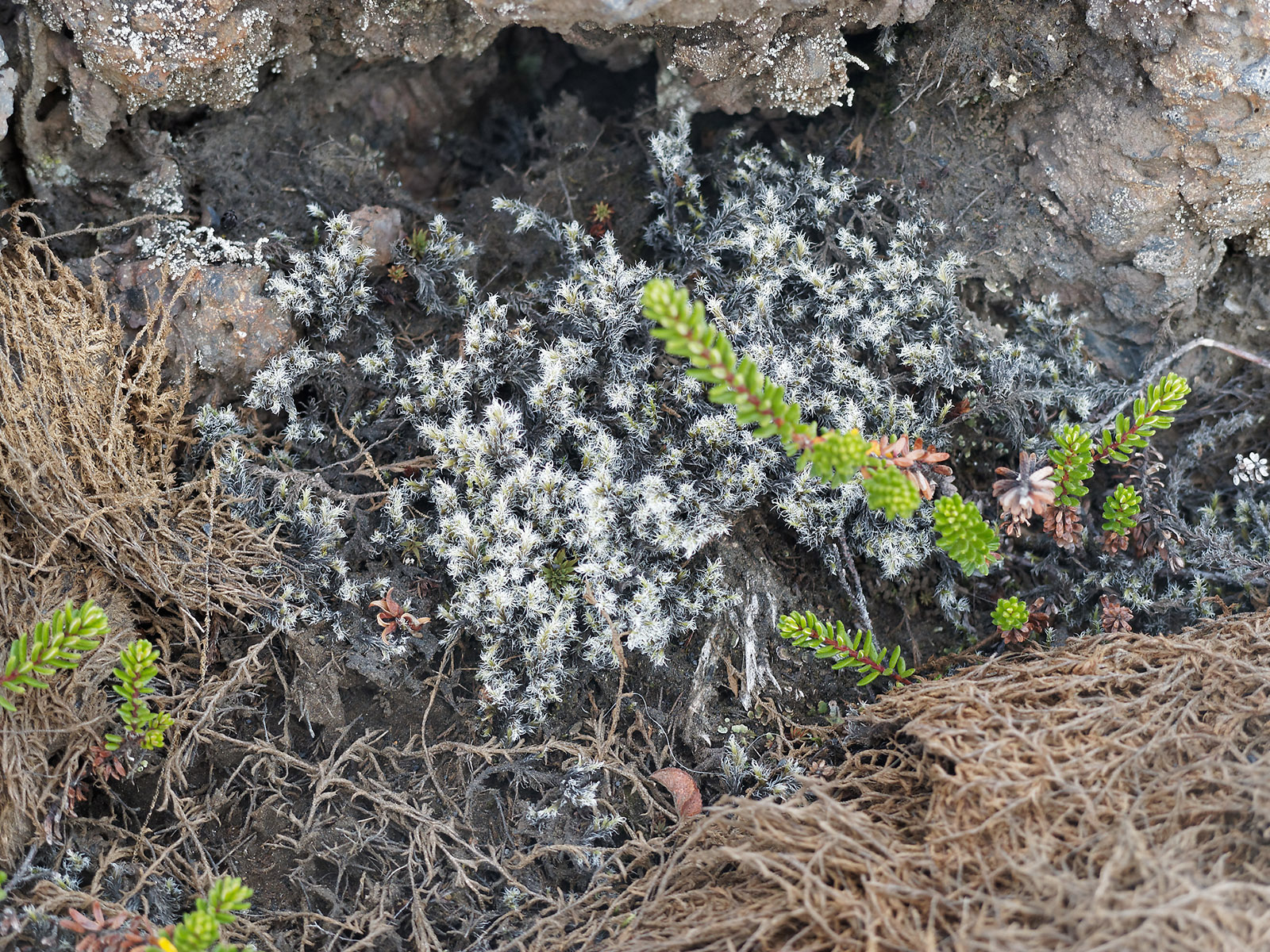 Detail of Woolly fringe moss which turns grey during drier climate.   The name of the fine admixed vascular plant is unknown.