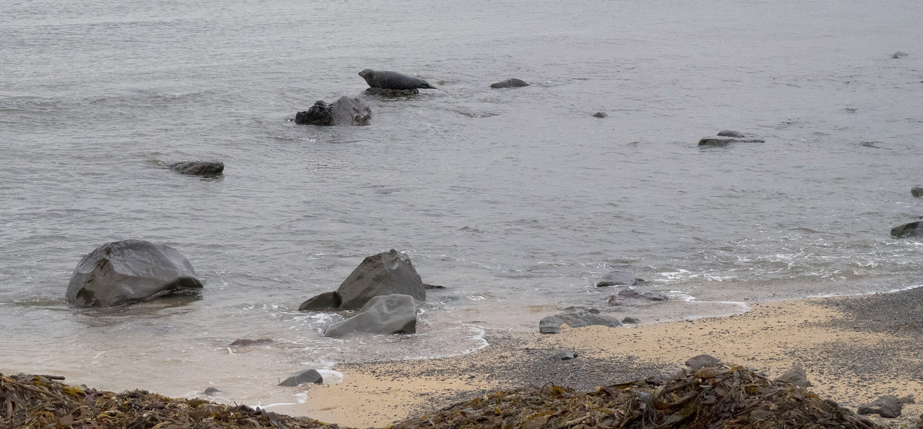 Harbor seal (Phoca vitulina) on rock at Ytri Tunga