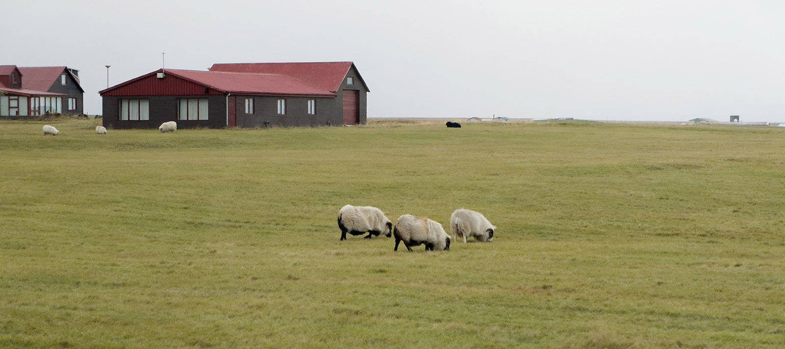Icelandic sheep on pasture next to homes at Ytri Tunga.