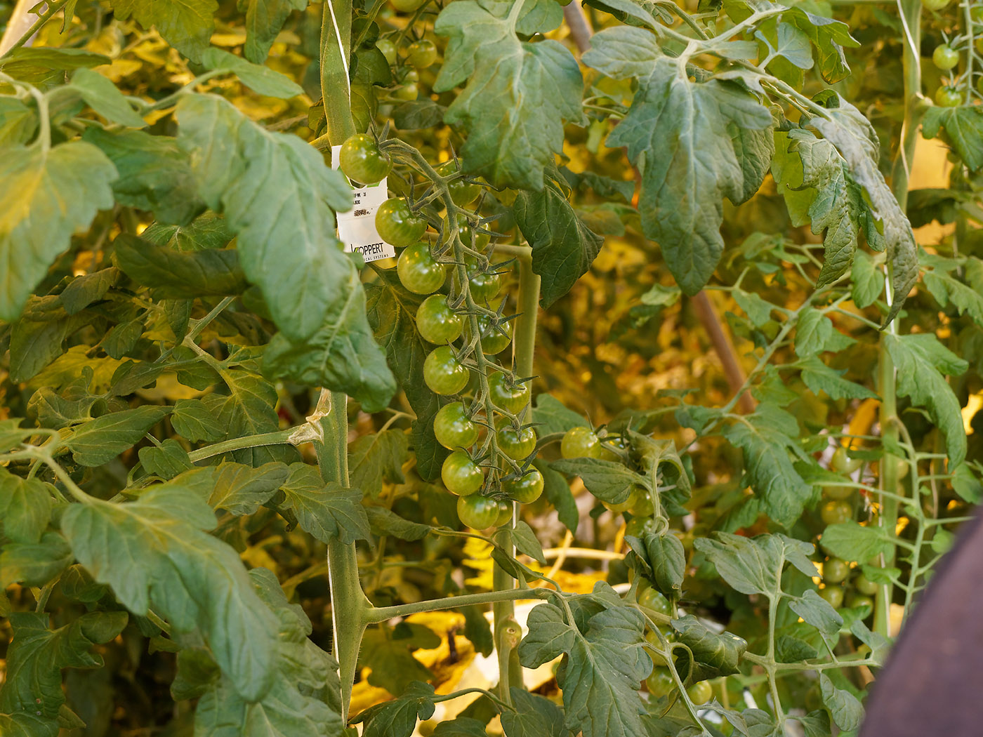Cherry tomatoes approaching ripeness for harvest.