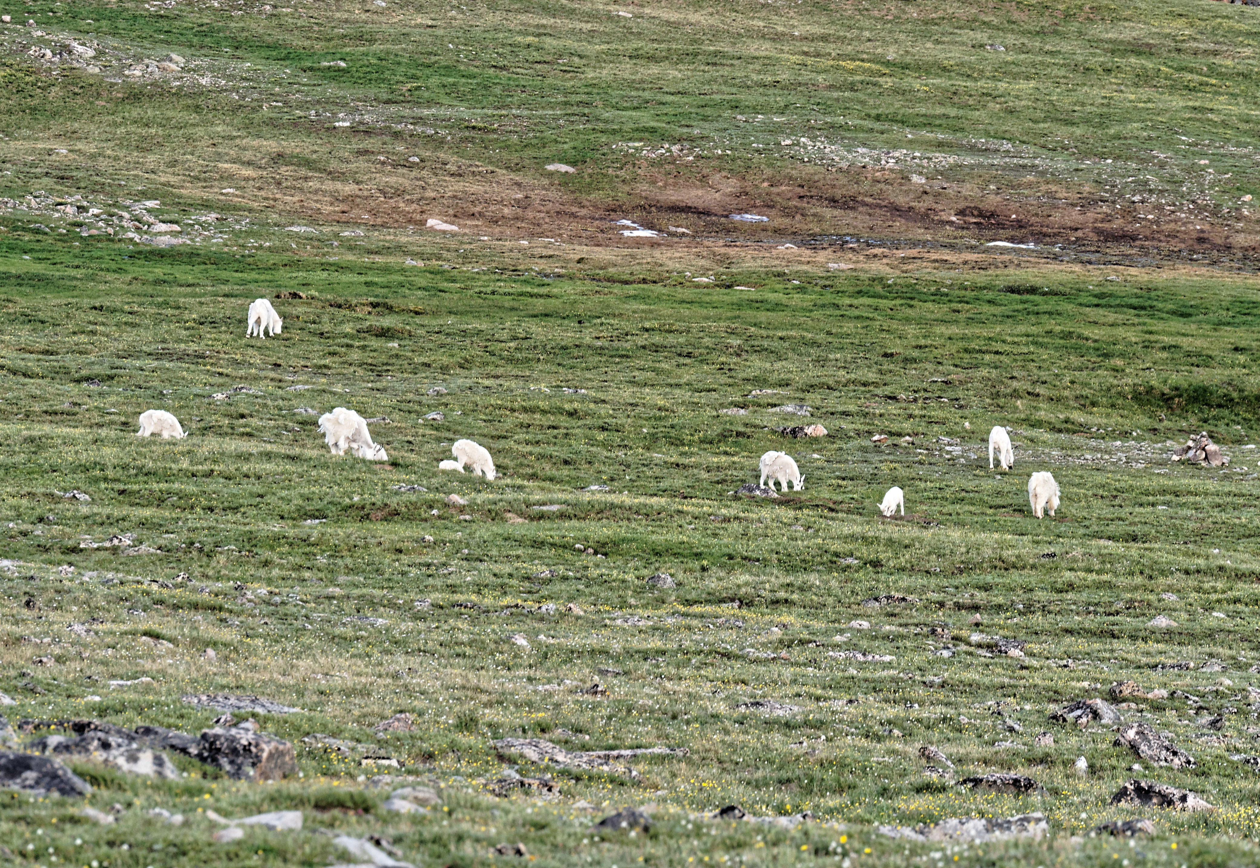 Shedding mountain goats on the Beartooth Plateau.   Mountain goats are not native and were  introduced into the Absaroka and Madison Mountains in the 1940's and 1950's.