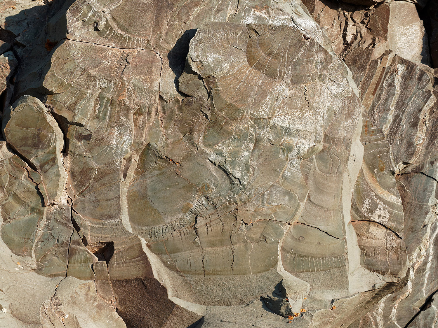 Contorted beds mostly of siltite in the Appekunny formation.  Rapid deposition of thick layers of sediment on top of very soft mud caused the thick layers to sink into and deform the underlying mud.  Billions of years of pressure and heat resulted in the contorted pattern in hard rock.