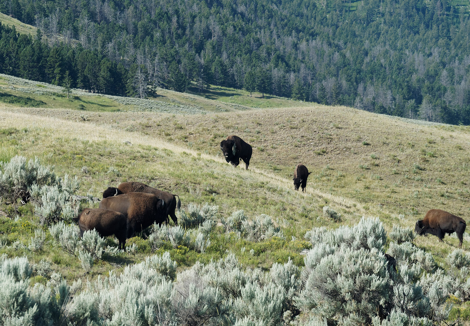 Bison in Lamar River Valley near the trail that I took to hike to Specimen Ridge.