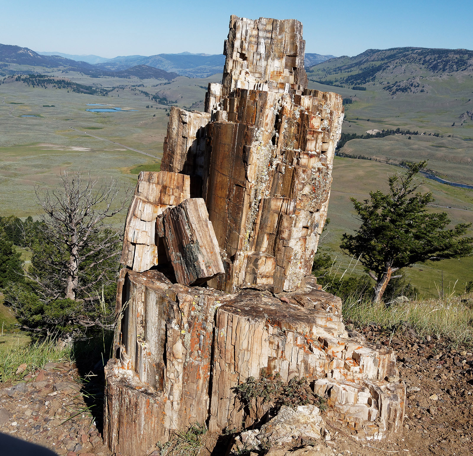 Petrified tree on Specimen ridge with a view over Lamar River Valley.  This and other trees in a forest 50 million years ago were buried rapidly in debris and conglomerate released by the Absaroka Volcanic Supergroup and dead wood components became infused/replaced by silica-rich chemicals.