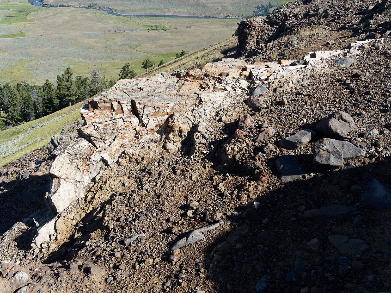Part of a petrified tree partially uncovered in the volcanic conglomerate from the Eocene epoch.  The Lamar River is in the glacier-carved valley below.