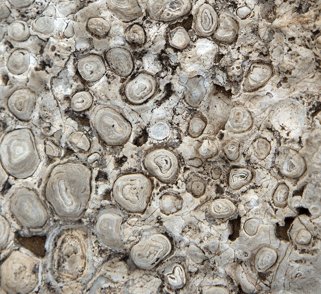 Pisoliths in limestone on the Walnut Canyou Desert Drive in Carlsbad Cavern National Park.  Pisoliths are concentric layers of carbonate that formed around grains of sand in the reef.