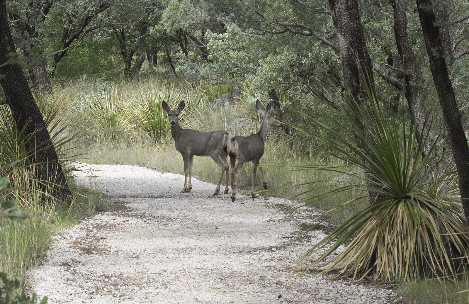Mule deer along the McKittrick Canyon Trail.