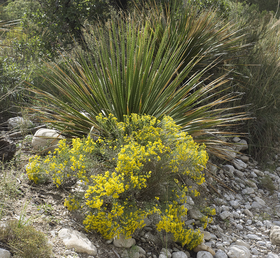 Wildflowers and yucca on the McKittrick Canyon trail.