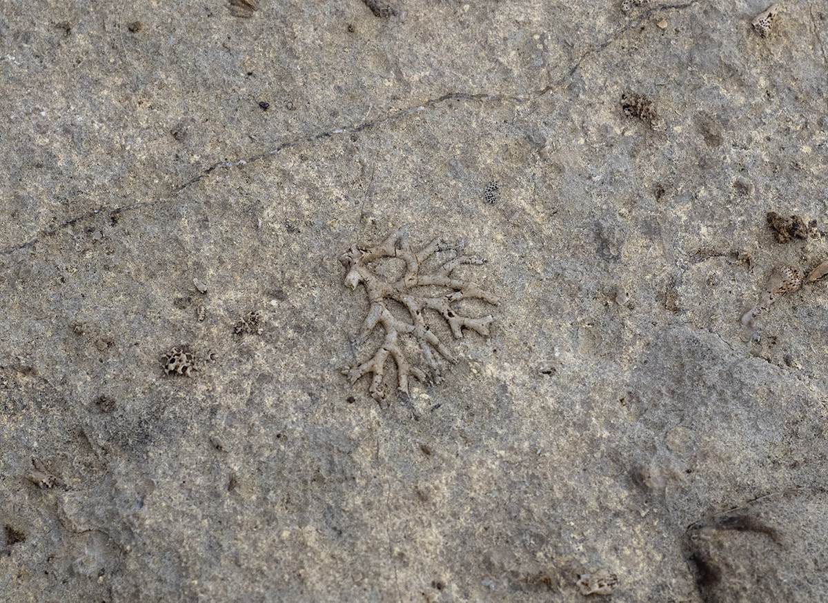 Coral fossils in limestone.  McKittrick Canyon.