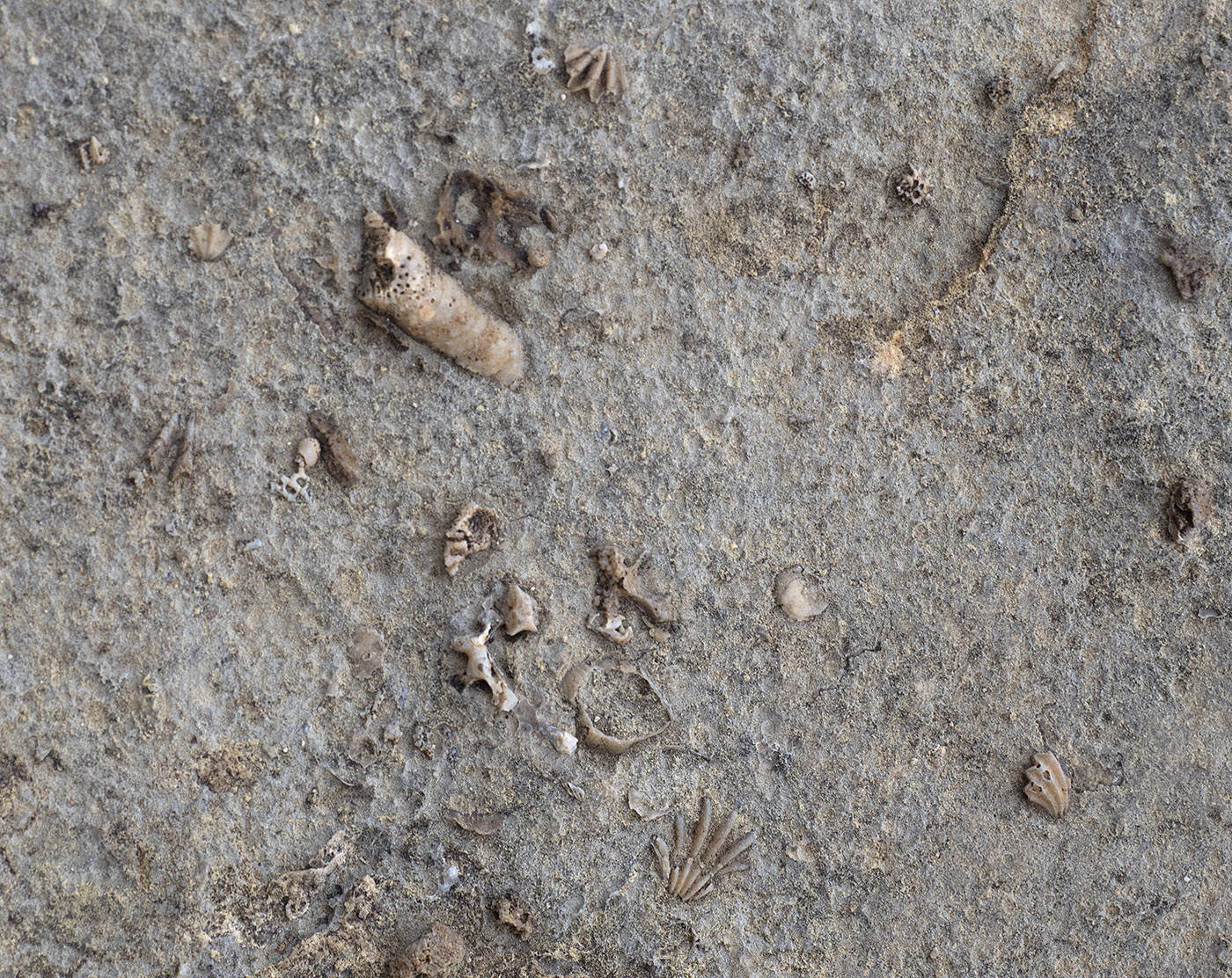 Brachiopod and coral fossils from the Permian Period Capitan Reef, McKittrick Canyon.
