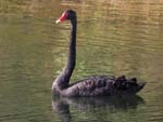 bird_bswan_c9039