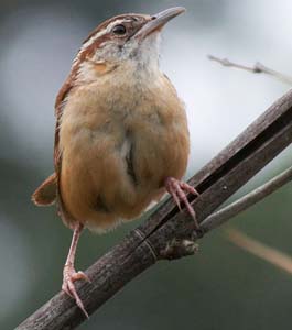 Carolina wren_IMG_1450