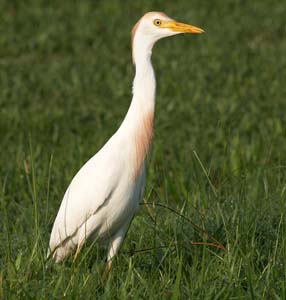 Cattle_egret_IMG_1501