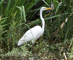Great_egret_IMG_1354