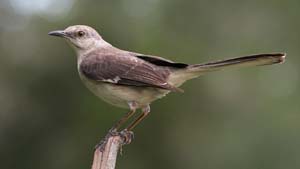 Mocking_bird_IMG_1557
