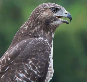 Red_tailed_hawk_immature_IMG_1462
