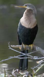 anhinga_S1677