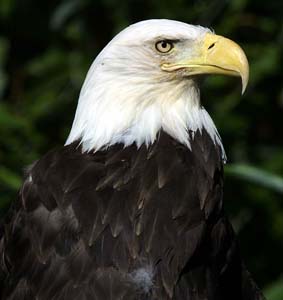bald_eagle_c2374