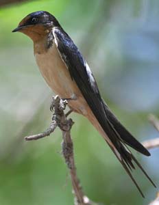 barn_swallow_c4230