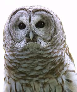 barred_owl_c2191