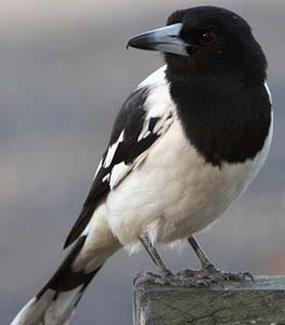 butcher_bird_c8609