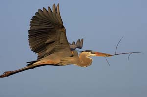 great_blue_heron_GV2S9125