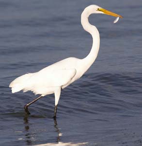 great_egret_XB6M0723