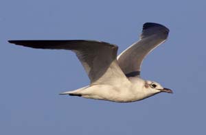 laughing_gull_GV2S9299