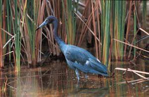 little_blue_heron_01
